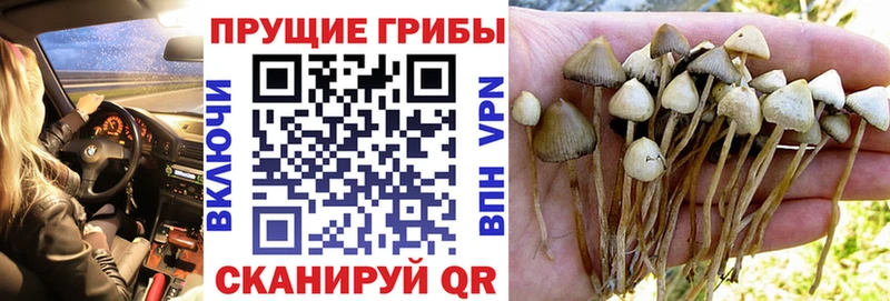 закладки  Сергач  Псилоцибиновые грибы мицелий 